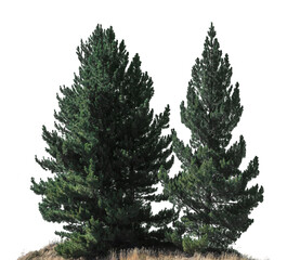 Two vibrant pine trees rise prominently from rocky earth, showcasing their rich green foliage in a serene and natural setting on a transparent background