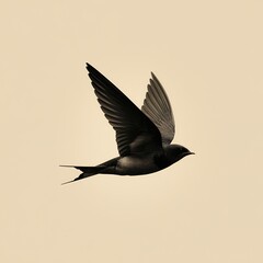 Fototapeta premium A bird is flying in the sky. The bird is black and white. The sky is clear and blue