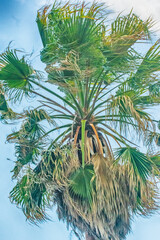Abstract palm leaves