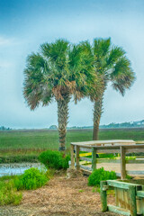 Two Palms