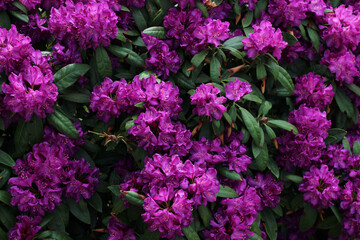 Bush of Rhododendron Rasputina plant