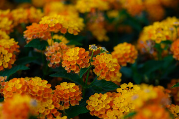 Bright yellow flowers in soft focus, creating a warm and vibrant natural background for use in...