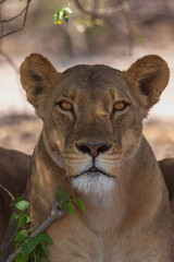 Lion stare