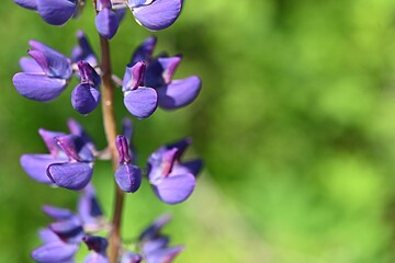 Bumblebee on a blooming lupine flower on a green background. summer © mep-elena