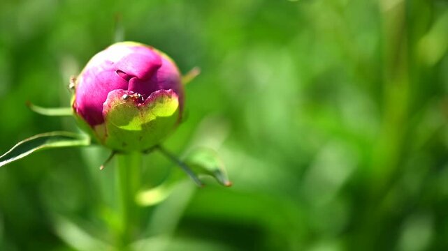ants crawl on a red peony bud