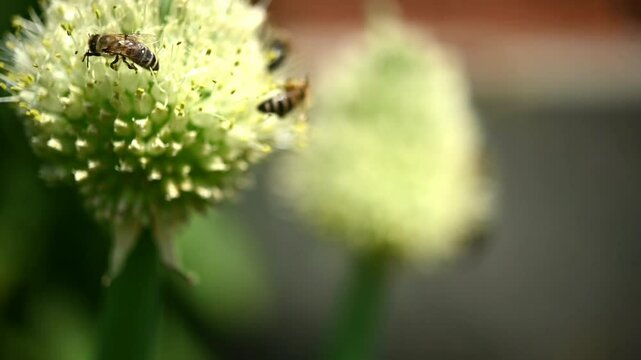 bumblebees on a blooming onion on a green background. The carelessness of summerDSC_7497