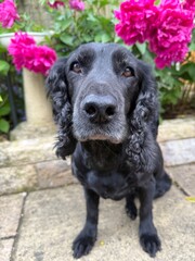 Black cocker spaniel sat in the peonies 