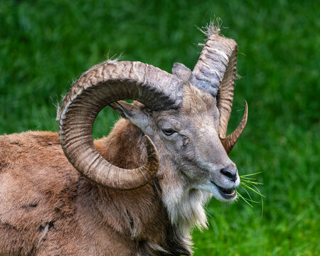 Portrait of Ovis vignei arkal, Chomutov, Czech Republic