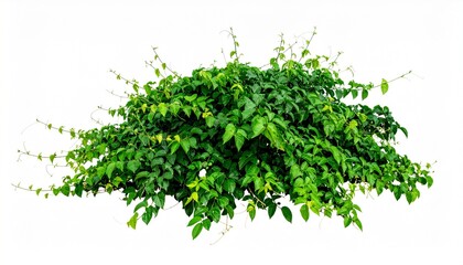 Obraz premium Three-Leaved Wild Vine Jungle Bush Isolated on White Background with Clipping Path, Tropical Foliage