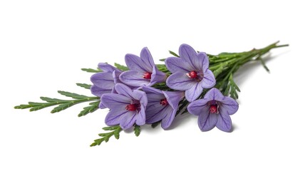 A vibrant purple hyacinth flower, isolated on a white background, showcases the beauty of spring flora
