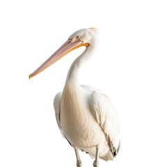 White pelican, head-up view isolated on a transparent background