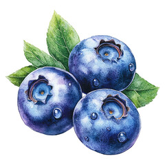 Obraz premium Watercolor botanical illustration of blueberries with green leaves, isolated on white background.