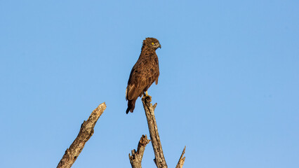 Brown Snake Eagle