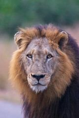 Fototapeta premium Male lion