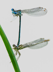 Azurjungfern bei der Paarung
