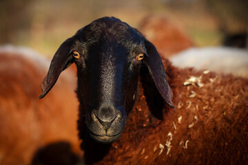 Portrait of a sheep