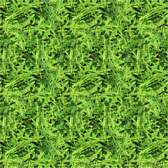 green grass background