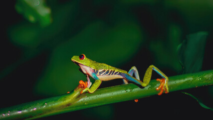 Rainette aux yeux rouges du Costa Rica