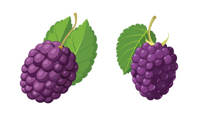 Photo of two ripe, dark purple blackberries, nestled amongst vibrant green leaves, isolated on white background