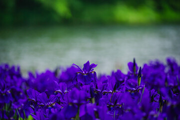 水辺に咲くアヤメの花