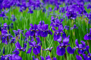 水辺に咲く花菖蒲