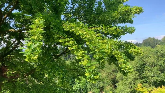 Maple leaves and fruits (samaras) (Acer buergerianum)
