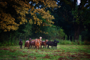 Sheep in the pasture
