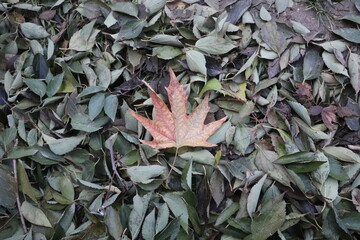 single leaf