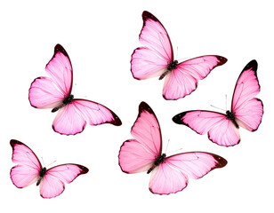 fliegende rosa Schmetterlinge isoliert auf weißen Hintergrund