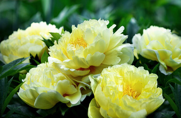 Macro photo of yellow peonies