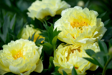 yellow peonies in the garden © Oksana