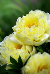 yellow peonies in the garden