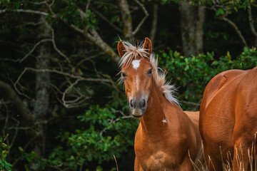 Fototapeta premium wild horses pasturing inside a wood on Mount Volturino, Marsicovetere, Potenza, Italy