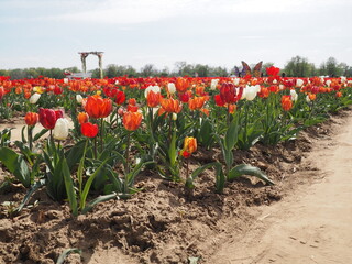 Pole tulipanów