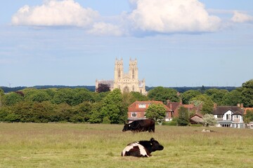 Cattle on the Westwood, with Beverley Minster in the background.
