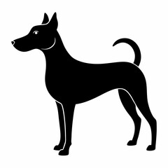 black dog isolated on white