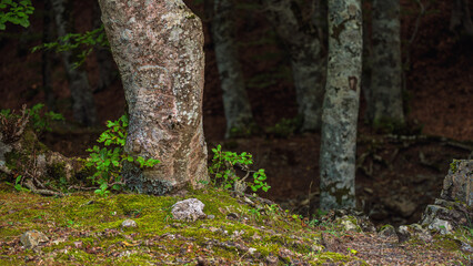 nature sceneries inside a forest  on the slopes of Mount Volturino