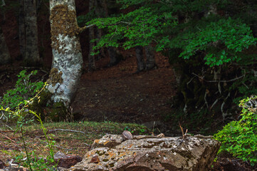 nature sceneries inside a forest  on the slopes of Mount Volturino