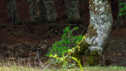 nature sceneries inside a forest  on the slopes of Mount Volturino