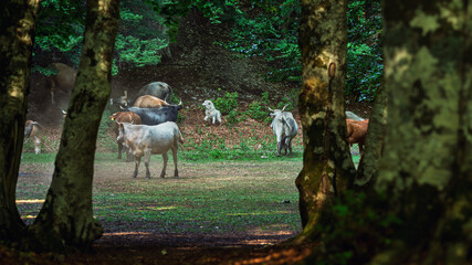 cows pasturing inside a wood, mount volturino, marsicovetere, potenza, Italy
