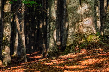 nature sceneries inside a forest  on the slopes of Mount Volturino