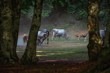cows pasturing inside a wood, mount volturino, marsicovetere, potenza, Italy