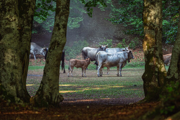 cows pasturing inside a wood, mount volturino, marsicovetere, potenza, Italy
