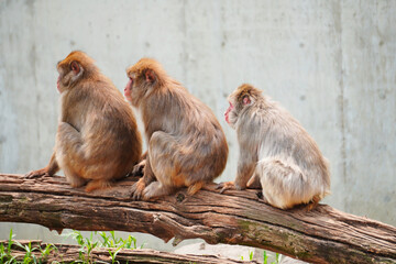 A closeup portrait of a beautiful Rhesus macaque family.