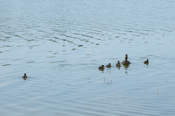 A mother duck swims gracefully in calm lake waters alongside her six ducklings. The sun shines brightly, creating reflections on the gentle ripples of the water as they move together
