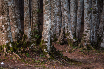 nature sceneries inside a forest  on the slopes of Mount Volturino