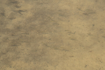 Small fish can be seen swimming in schools near the sandy bottom of a clear shallow water area. Sunlight enables visibility of the delicate marine life interacting in their habitat