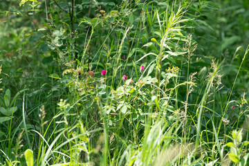 Bright pink wildflowers peek through tall green grass in a vibrant meadow under clear blue skies. Sunlight illuminates the natural landscape, creating a serene atmosphere