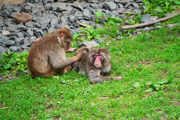 A closeup portrait of a beautiful Rhesus macaque family.