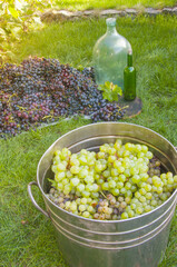 Grape harvest: beginning of homemade winemaking.